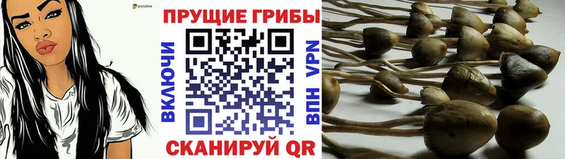 Купить где  Унеча  Псилоцибиновые грибы мухоморы 
